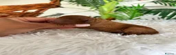 Raza Mixta perros en venta: CANICHE MACHO ROJO - Anuncio 4
