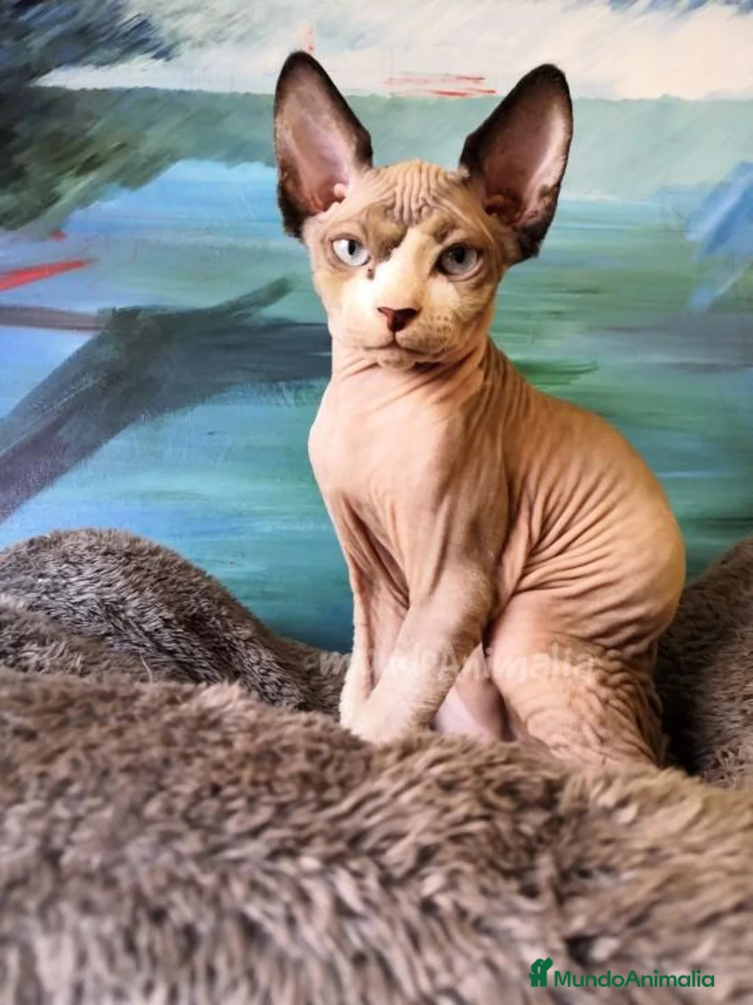 Imagen de galería {{count}}