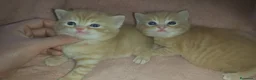 Británico de Pelo Corto gatos en venta: OFERTA POR TIEMPO LIMITADO. 2 gatitos britanicos - Anuncio 4