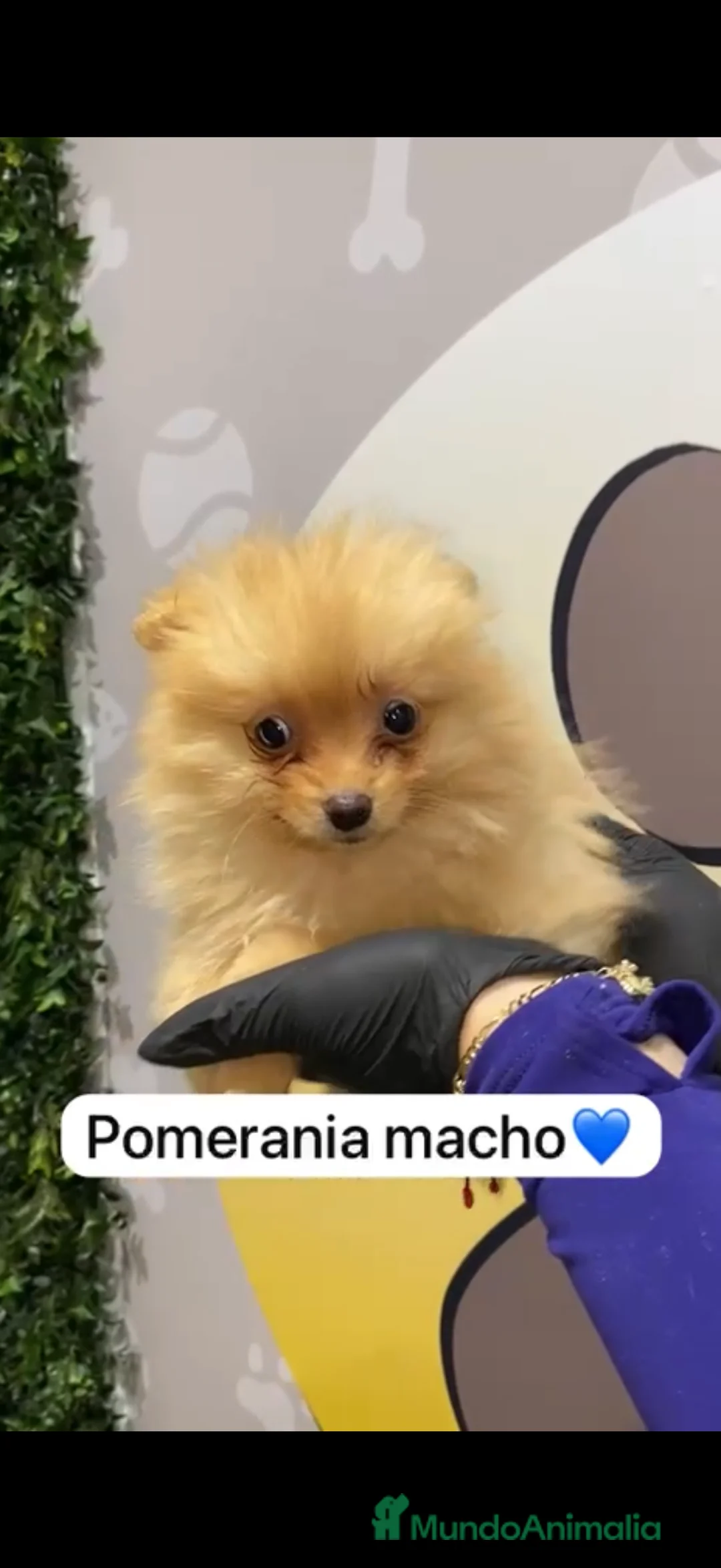 Pomerania perros en venta: Pomerania preciosos disponibles - Anuncio 1