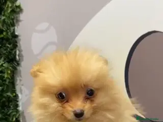 Pomerania perros Pomerania preciosos disponibles - Anuncio 5