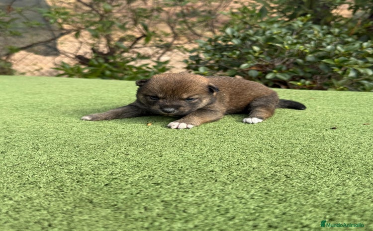 Shiba Inu perros - Anuncio 2