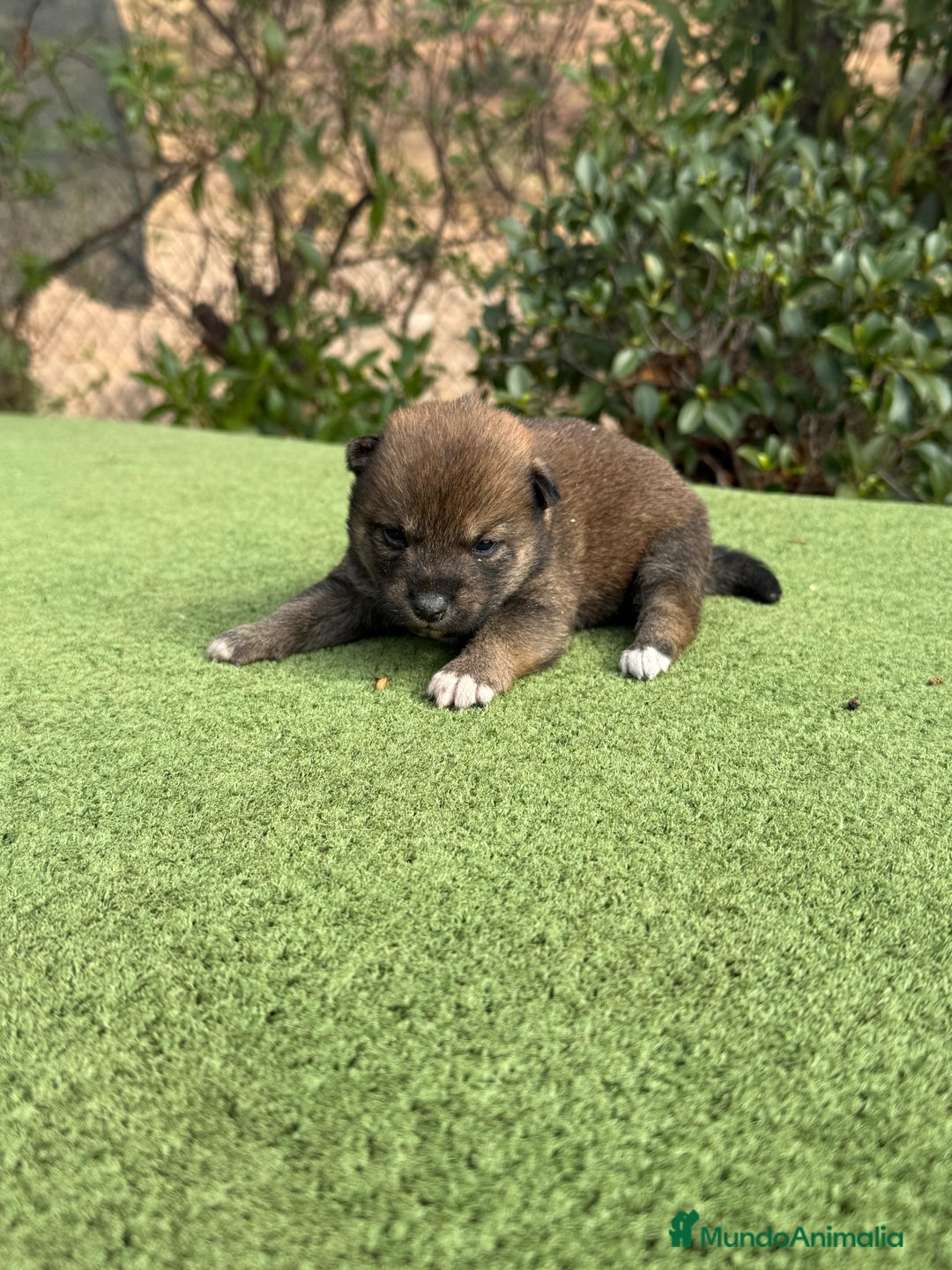Shiba Inu perros en venta: Shiba Inu bebes negros y rojos  - Imagen 1