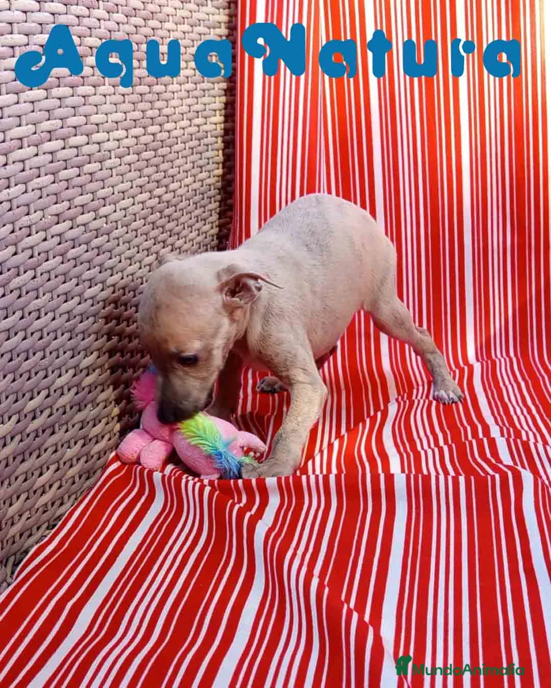 Pequeño Lebrel Italiano perros en venta: Lebrel Italiano Hembra 6 de AB y Omega AQUANATURA - Anuncio 5