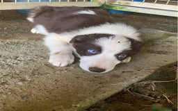 Border Collie perros en venta: Border collie  - Imagen 6