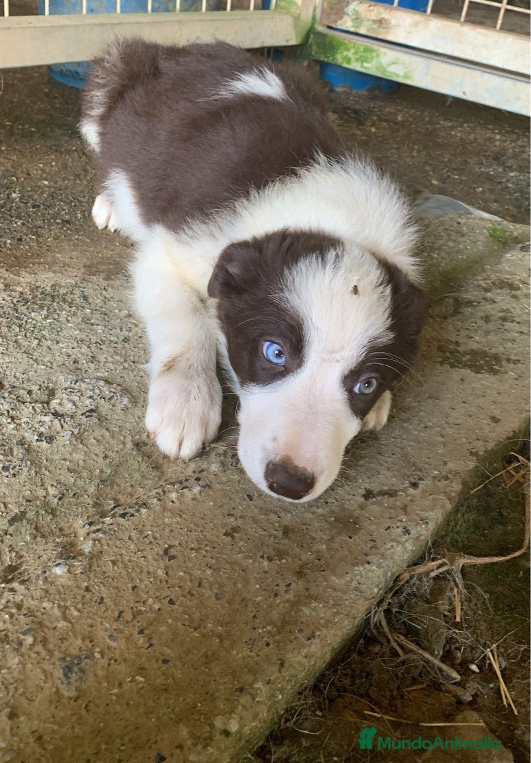 Border Collie perros en venta: Border collie  - Imagen 6