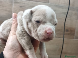 American Bully perros American bully micro exotic - Anuncio 2