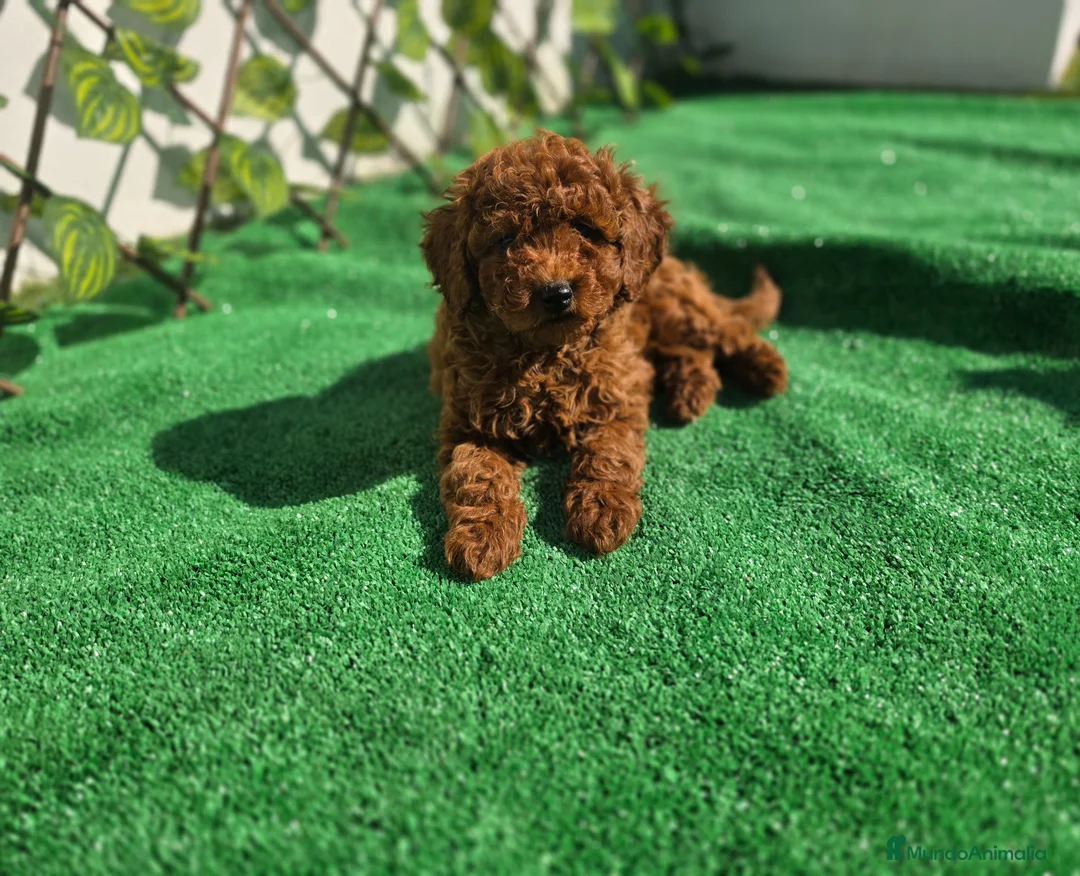 Caniche Enano perros en venta: CANICHE TOY  - Anuncio 1