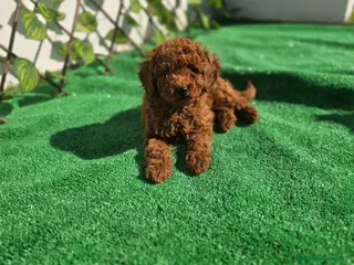 Caniche Enano perros CANICHE TOY - Anuncio 1