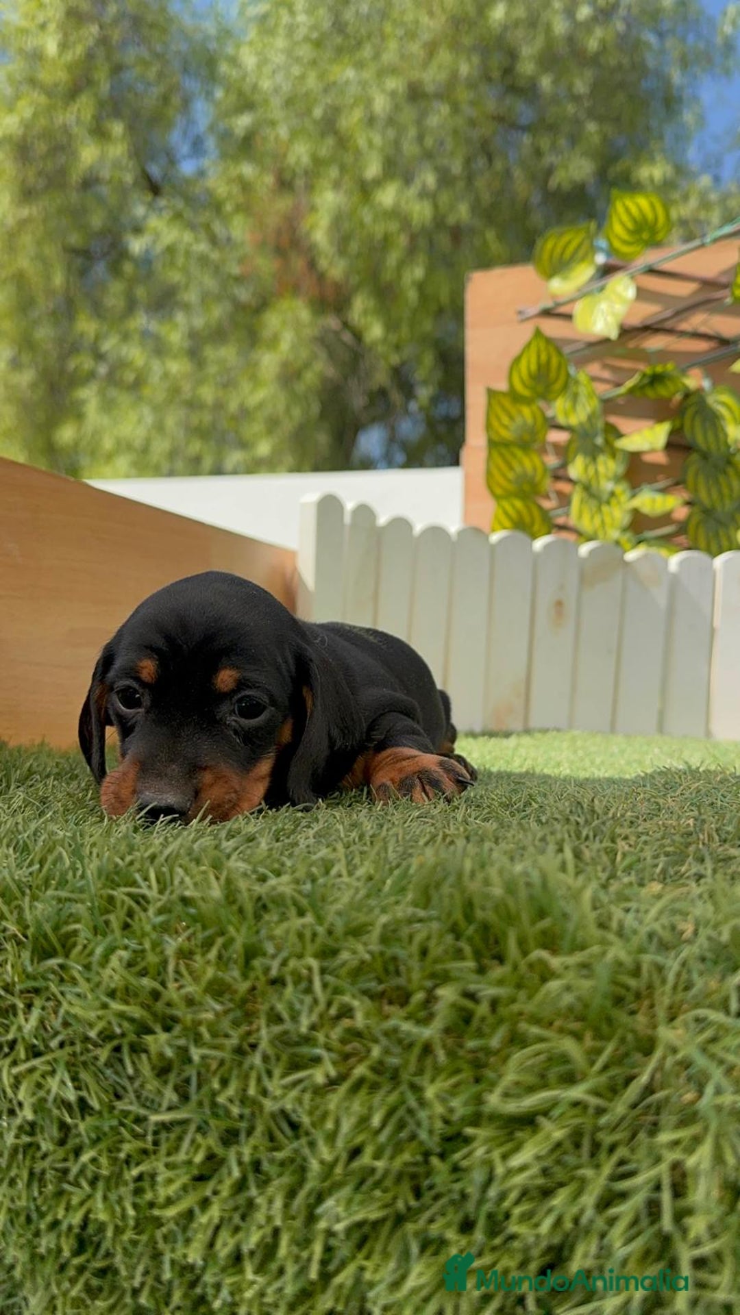 Teckel Miniatura perros en venta: TECKEL MINIATURA - Imagen 8
