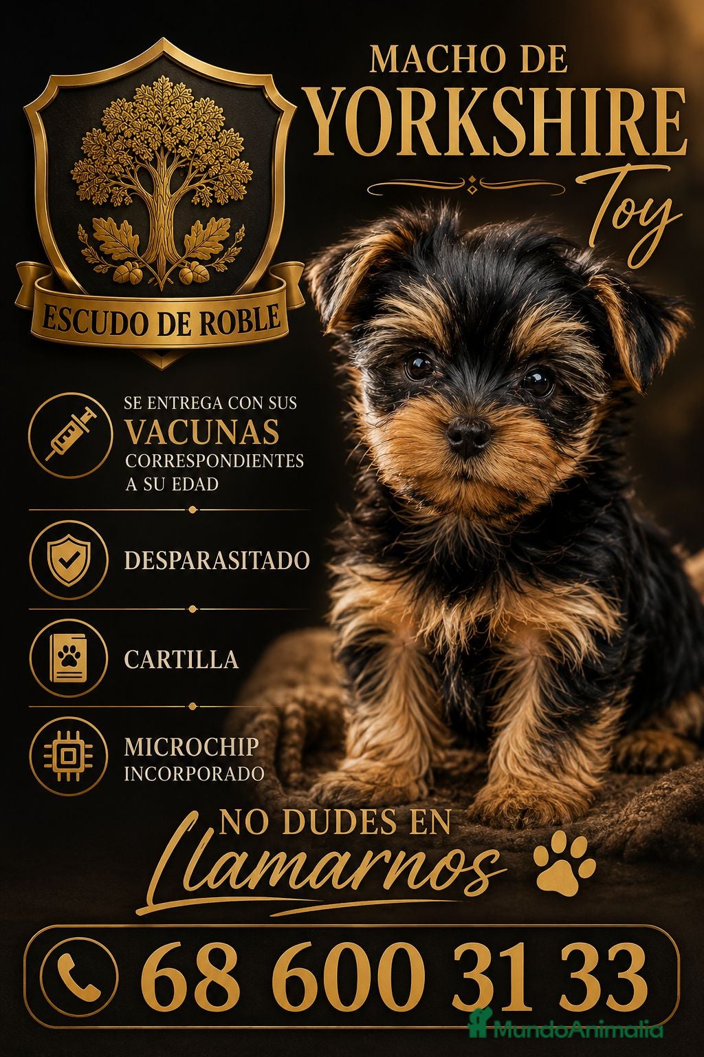Yorkshire Terrier perros Yorkshire toy  - Anuncio 1