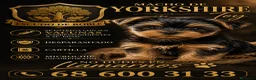 Yorkshire Terrier perros en venta: Yorkshire toy  - Anuncio 1