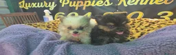 Pomerania perros en venta: Pomerania lulus toy 604370339 Benidorm  - Anuncio 2