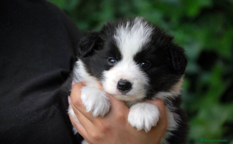 Border Collie perros - Anuncio 7