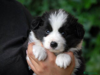 Border Collie perros - Anuncio 1