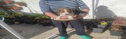 Beagle perros en venta: Beagle  - Anuncio 3