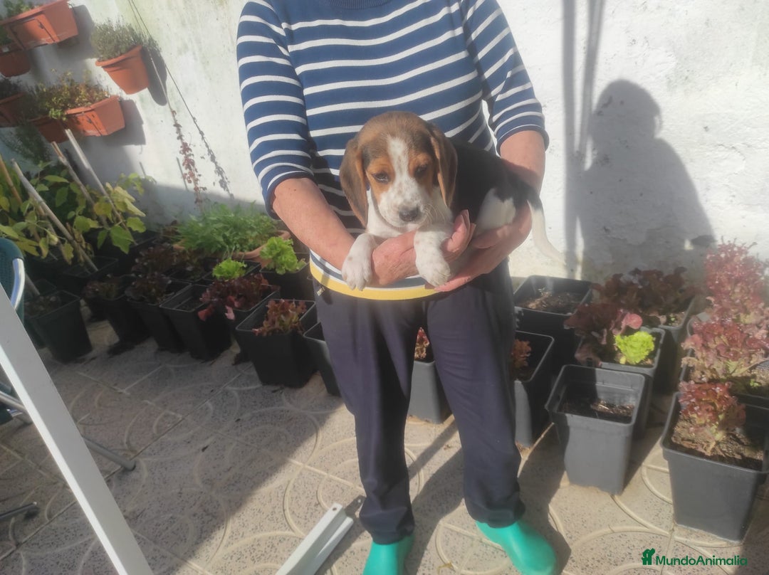 Beagle perros en venta: Beagle  - Anuncio 3