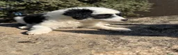 Raza Mixta perros en venta: Preciosos cachorros Aussiedoodle  - Anuncio 4