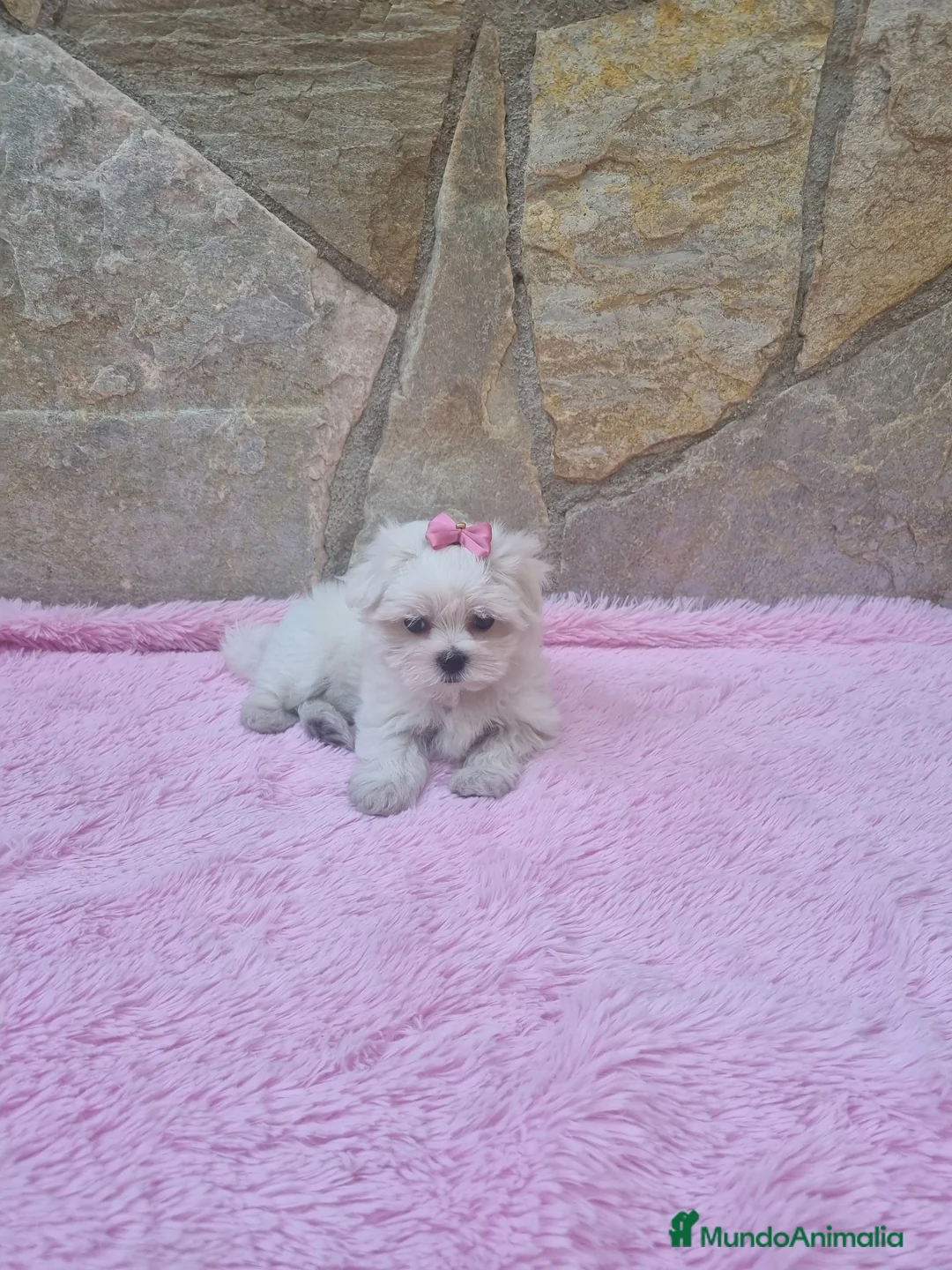 Bichón Maltés perros en venta: Bichón Maltés preciosos en Barcelona - Anuncio 3