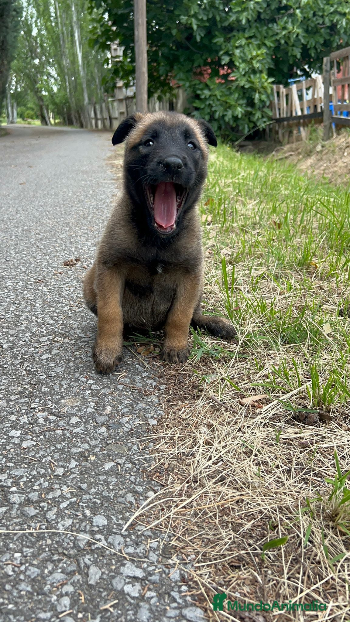 Pastor Belga Malinois perros Pastor belga malinois  - Anuncio 2