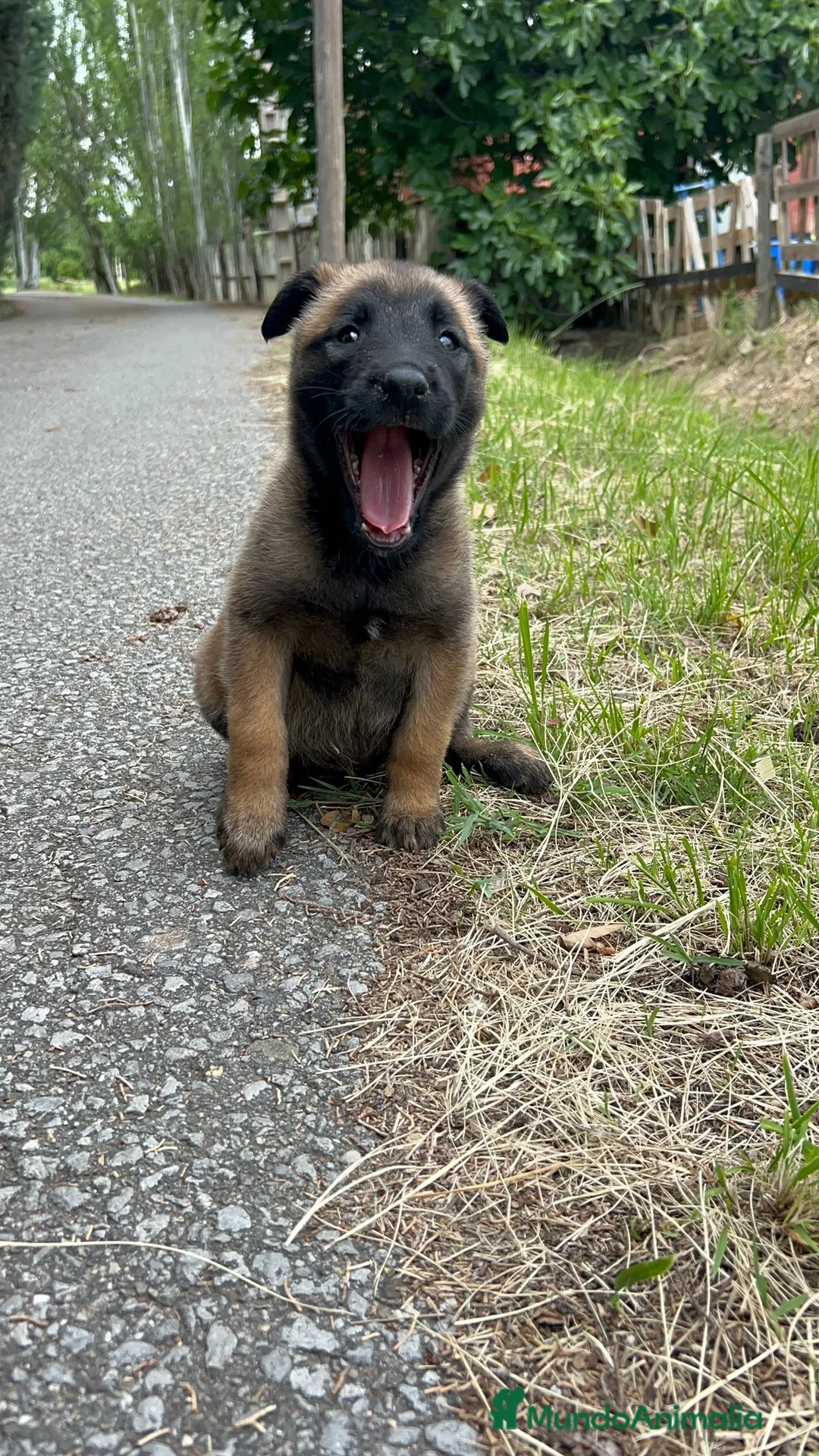 Pastor Belga Malinois perros en venta: Pastor belga malinois  - Anuncio 2
