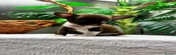 Chihuahua perros en venta: CHIHUAHUA CHOCOLATE - Anuncio 12