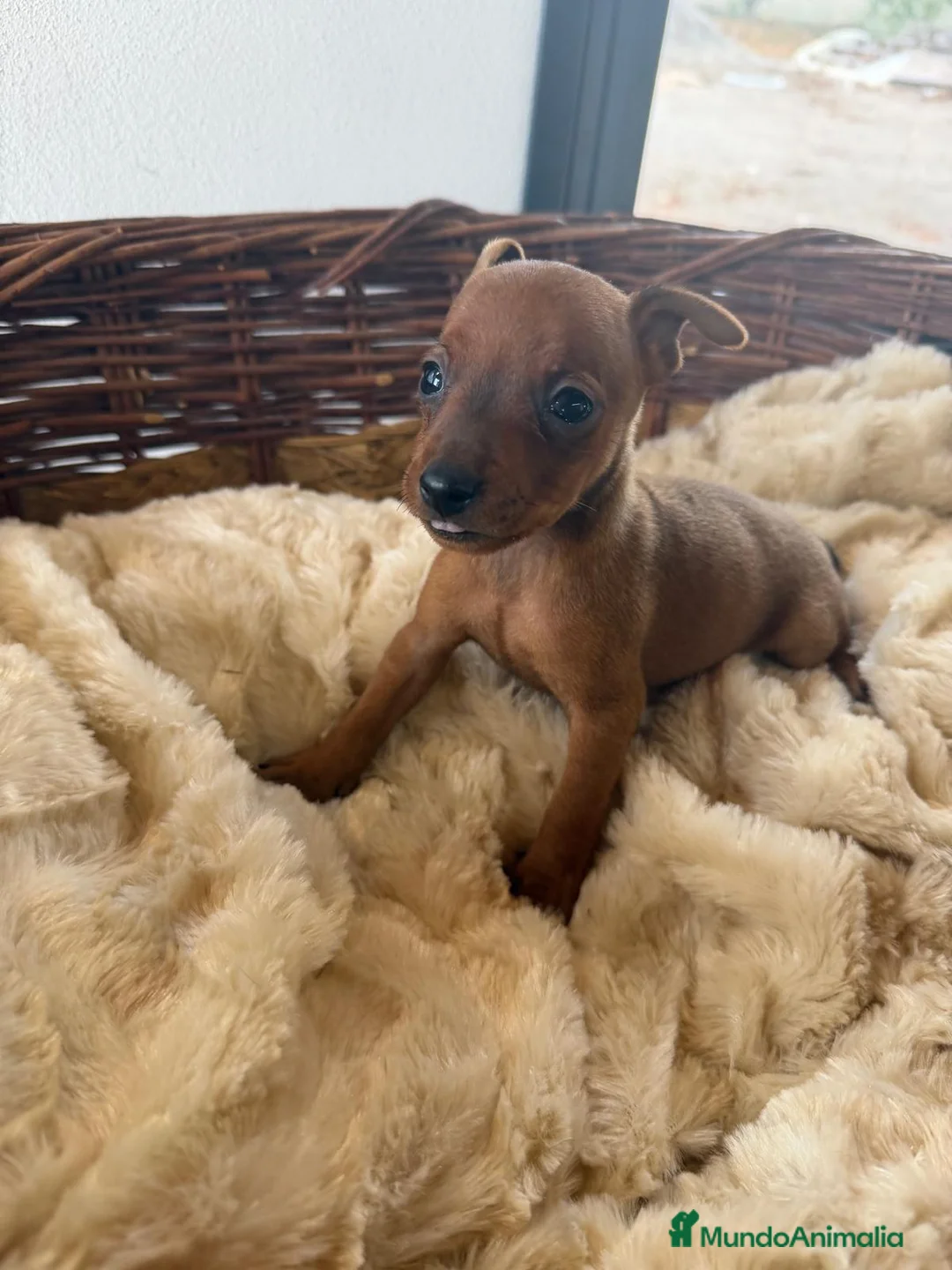 Pinscher Miniatura perros en venta: MINI PINSCHER - Anuncio 2