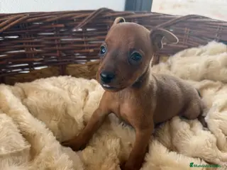 Pinscher Miniatura perros MINI PINSCHER - Anuncio 3