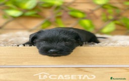 Schnauzer Miniatura perros en venta: Camada de Romie - Imagen 5