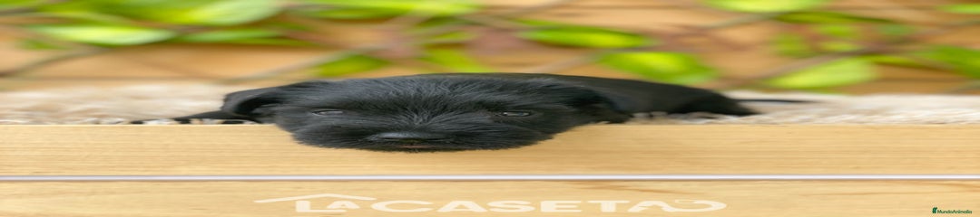 Schnauzer Miniatura Cachorro 3699
