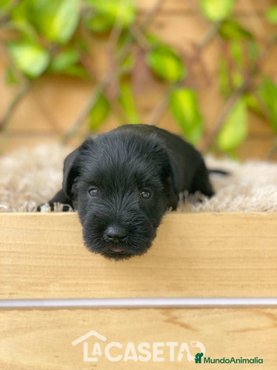 Schnauzer Miniatura perros en venta: Camada de Romie - Imagen 5