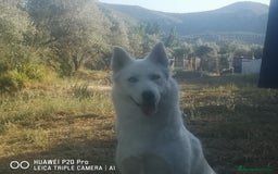 Husky Siberiano perros en adopcion: Husky siberiano en Adopción  - Imagen 5