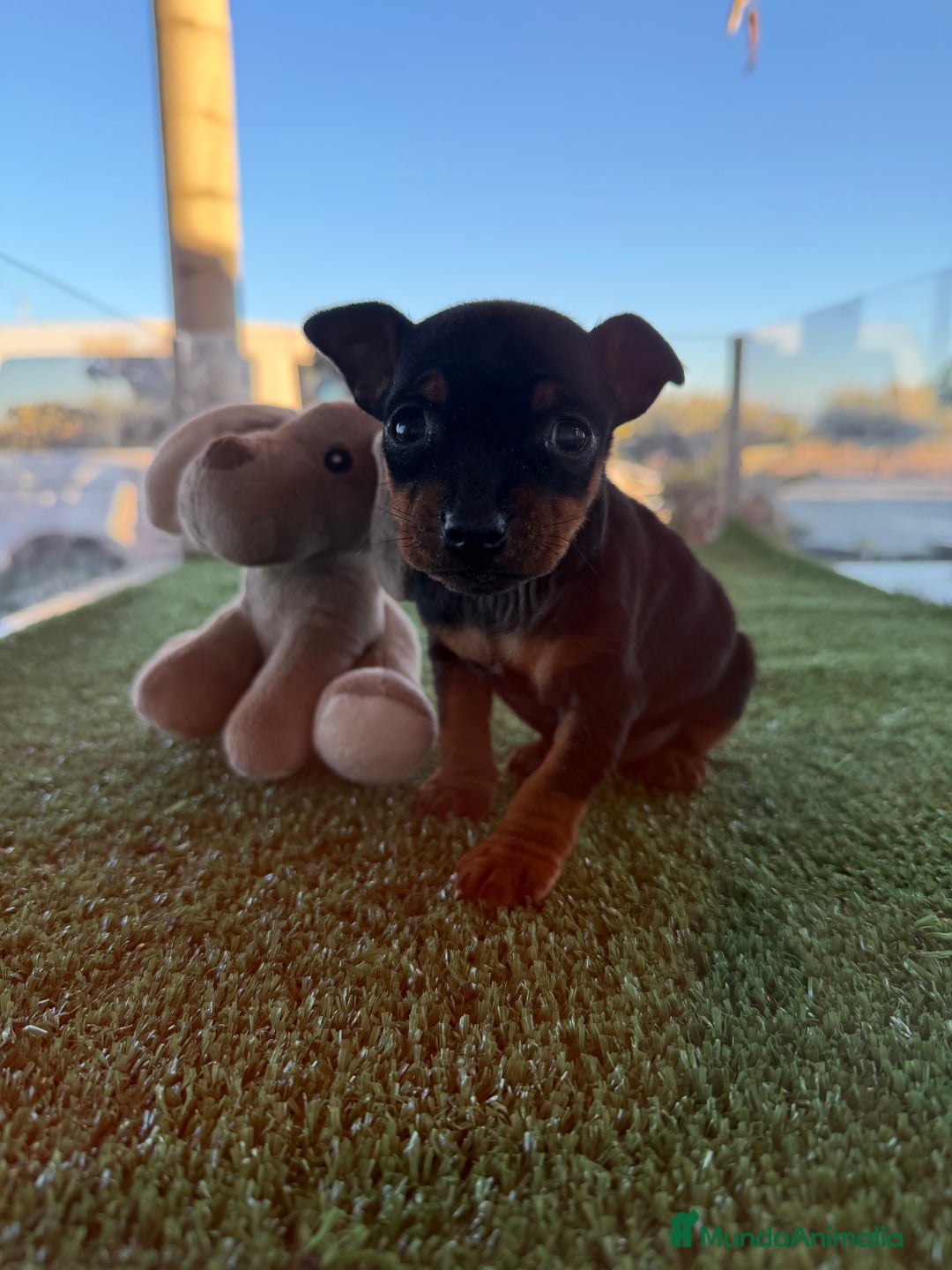 Pinscher Miniatura perros en venta: Mini Pincher hembra  - Anuncio 3