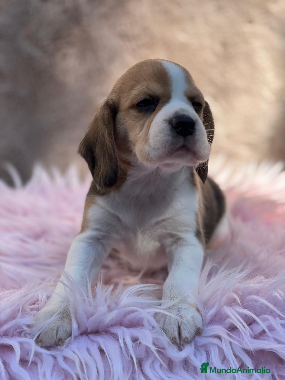 Beagle perros en venta: BEAGLE TRICOLOR DISPONIBLES - Imagen 6