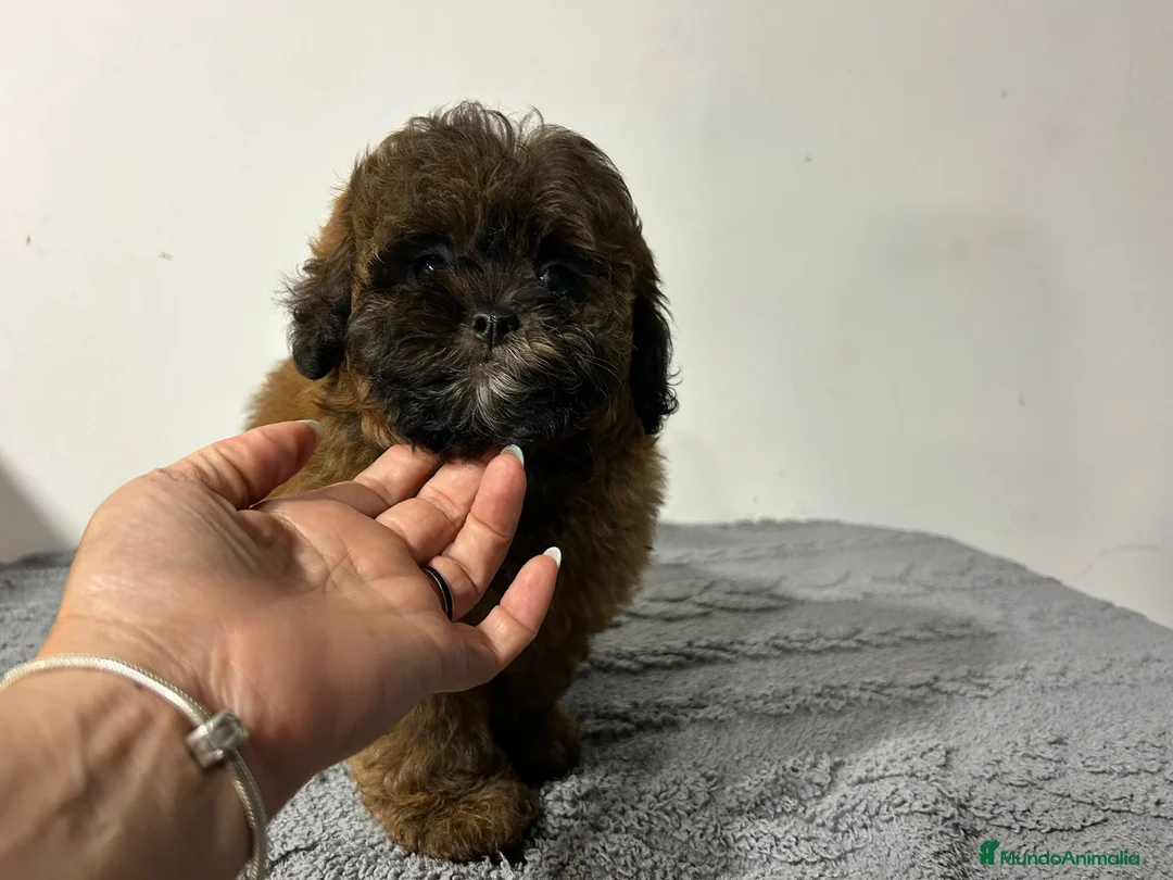 Maltipoo perros en venta: Maltipoo  - Anuncio 2
