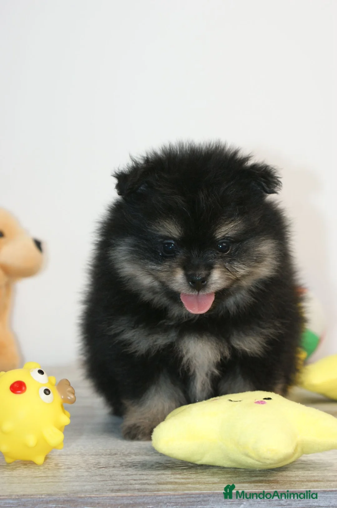 Pomerania perros en venta: CACHORRO POMERANIA - Anuncio 1