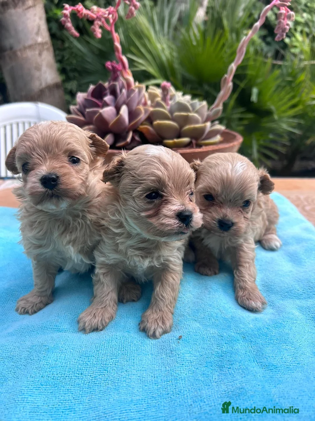 Maltipoo perros en venta: Camada cachorros raza Maltipoo en Granada - Anuncio 6