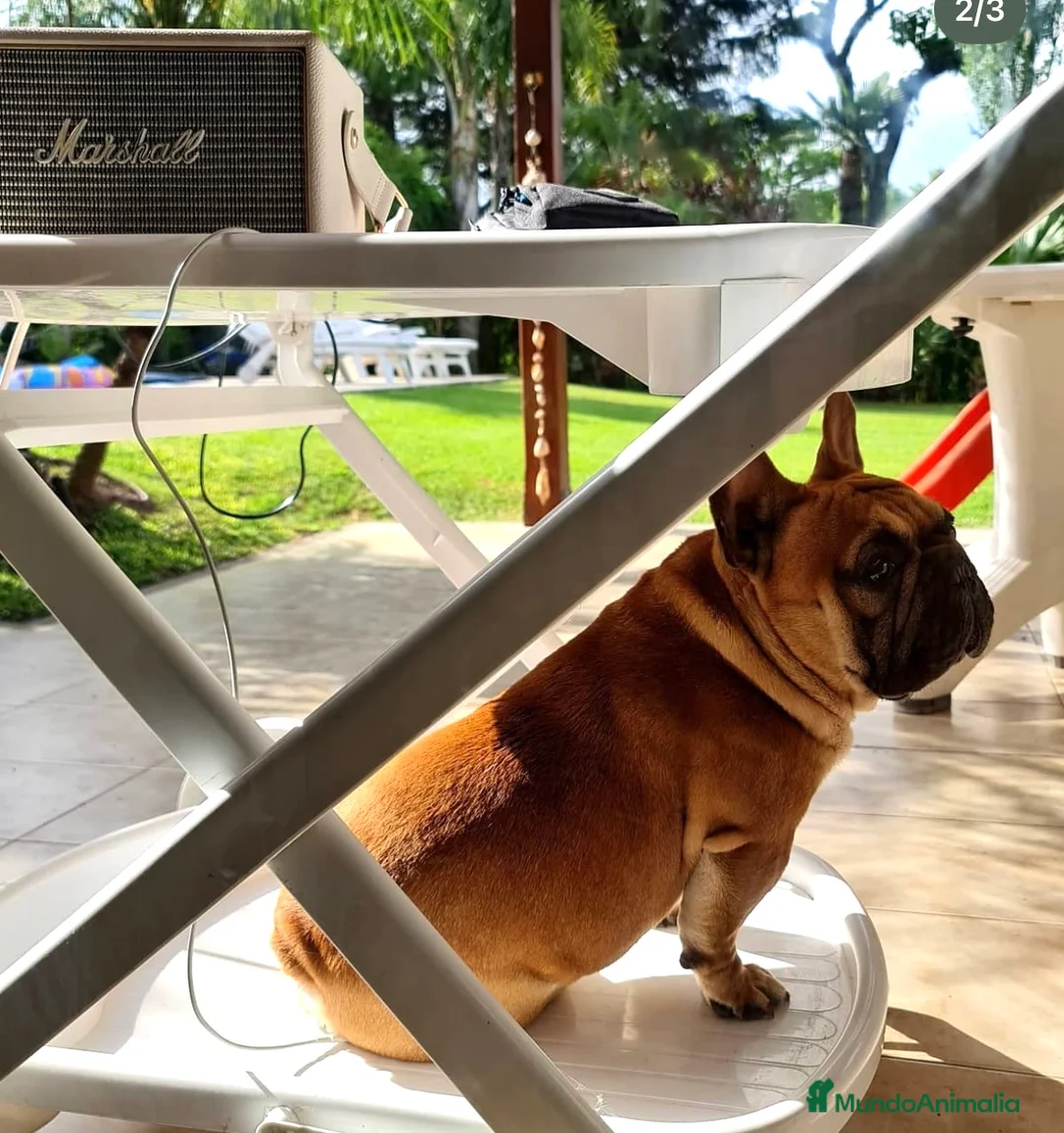 Bulldog Francés perros para monta: Bulldog Francés Macho  - Anuncio 2