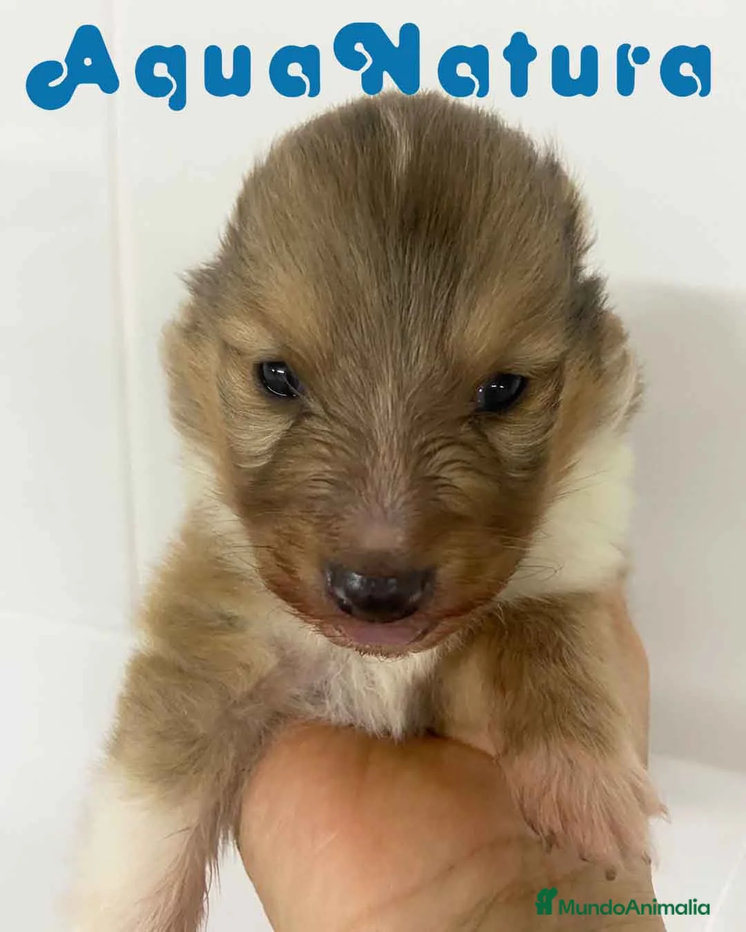 Perro Pastor de las Shetland perros en venta: Pastor de Shetland Macho de Nua AQUANATURA - Anuncio 1