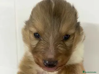 Perro Pastor de las Shetland perros Pastor de Shetland Macho de Nua AQUANATURA - Anuncio 1