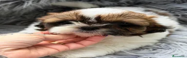 Shih Tzu 3