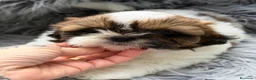 Shih Tzu perros en venta: SHIH TZU TRICOLOR  - Anuncio 11