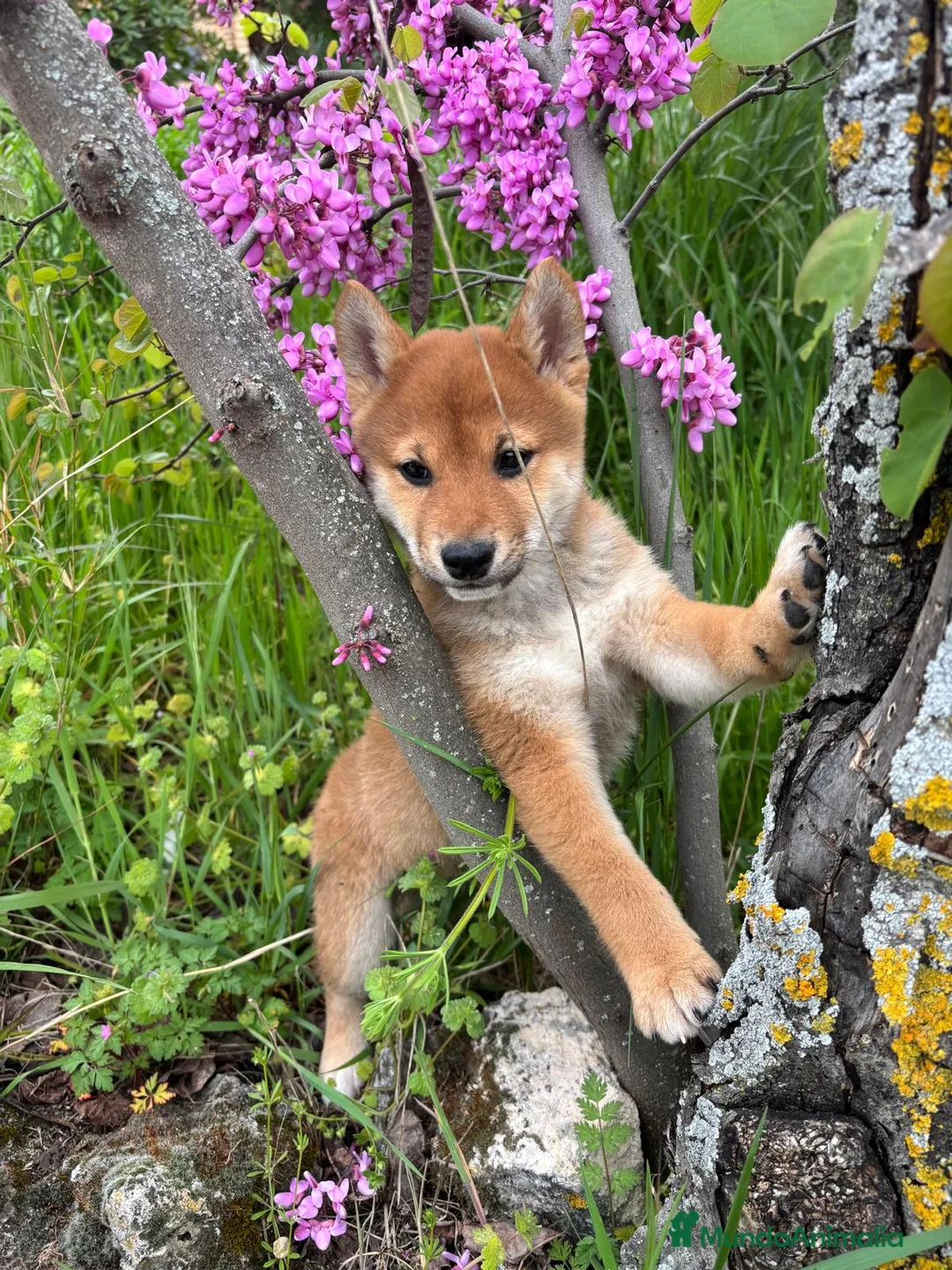 Shiba Inu perros en venta: Shiba Inú con toda la vacuanion completa  - Anuncio 9