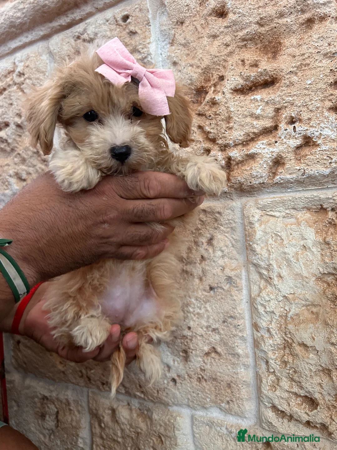 Maltipoo perros en venta: Maltipoo 628789235 - Anuncio 4