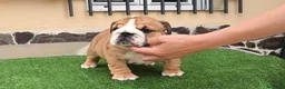 Bulldog Inglés perros en venta: Bulldog ingles HEMBRA  - Anuncio 4