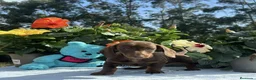 Teckel Miniatura perros en venta: Teckel miniatura/kanichen - Anuncio 4