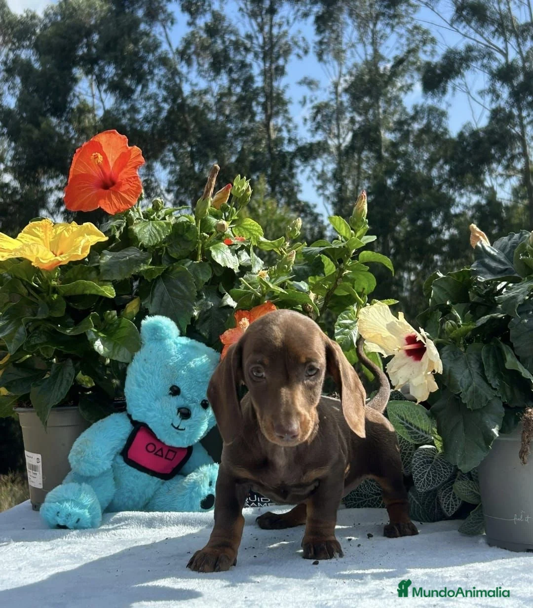 Teckel Miniatura perros en venta: Teckel miniatura/kanichen - Anuncio 4