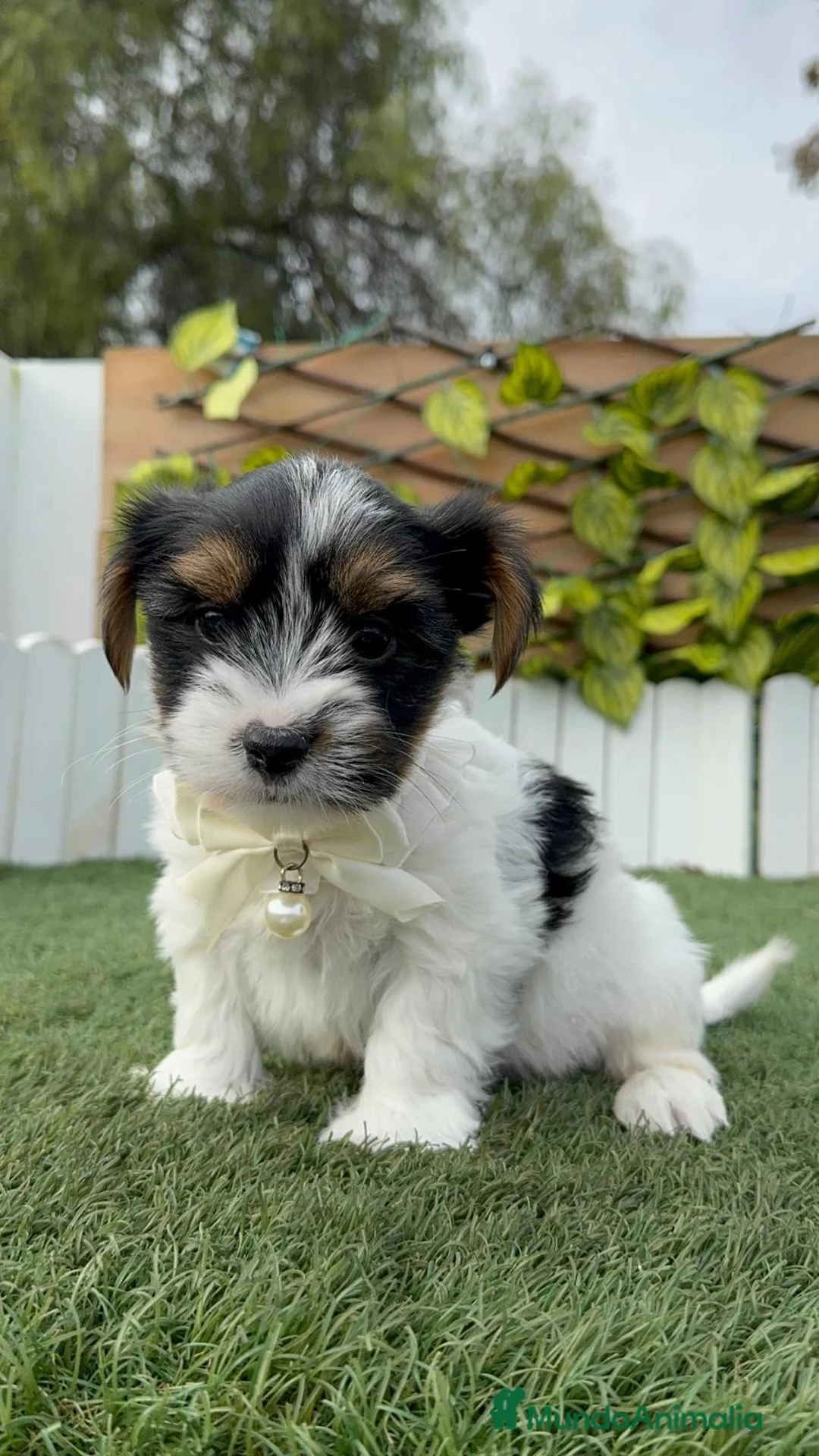 Yorkshire Terrier perros en venta: YORKSHIRE BIEWER - Anuncio 12