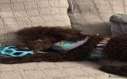 Perro de Agua Español perros en venta: Cachorritos perro de agua Español  - Imagen 4