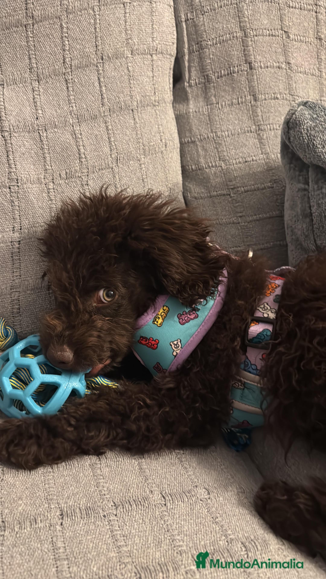 Perro de Agua Español perros en venta: Cachorritos perro de agua Español  - Imagen 4